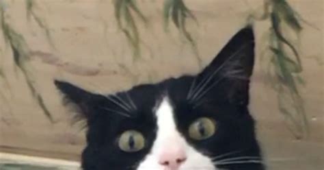 We did not find results for: Cat Food Bath Creature Koekoeken
