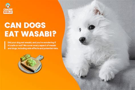 Can Dogs Eat Wasabi Is Wasabi Bad For Dogs Vets Answer Canine Bible
