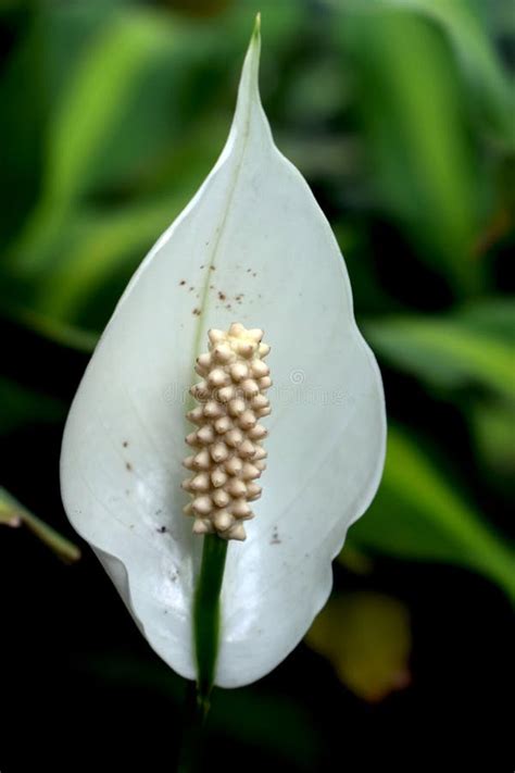 Una Flor Blanca Del Solo Pétalo Tailandés Imagen De Archivo Imagen De