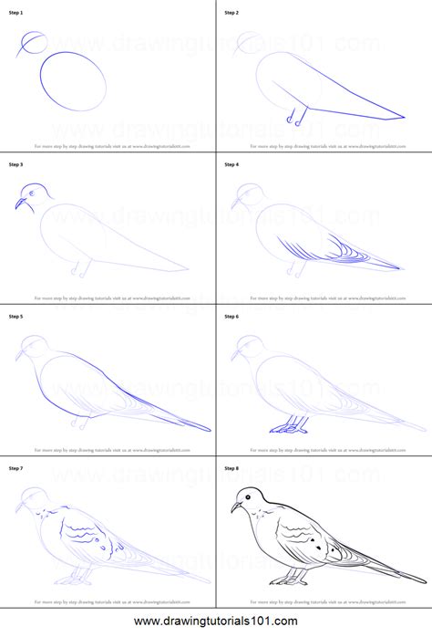 How To Draw A Mourning Dove Printable Step By Step Drawing Sheet
