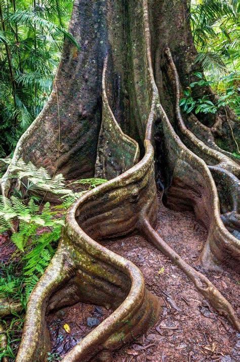 Amazing Tree Roots Amazing Nature Weird Trees Old Trees Unique Trees