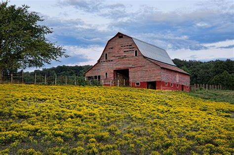 Rustic Red Barn In Field Of Yellow Flowers Madison County Arkansas