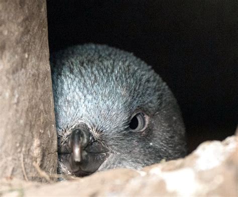 Watch this video to find out how doc. White-flippered Penguin - "OCEAN TREASURES" Memorial Library