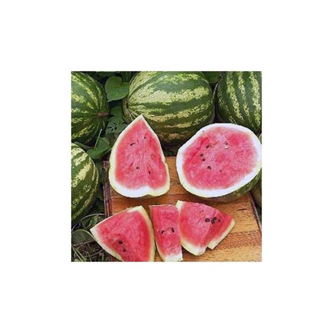 When is a crimson sweet watermelon ripe? Watermelon Crimson Sweet 30 seeds