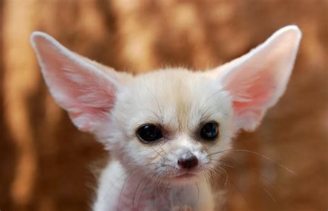 Mindblowing Planet Earth Fennec Fox Is The Most Cute