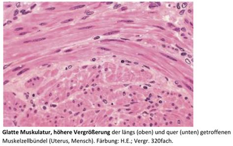 Histologie Testat I Muskulatur Karteikarten Quizlet