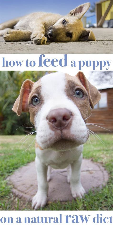 The most extraordinary pet food on earth delivered to your home. Raw Food for Puppies: How to Feed Your Puppy on Natural ...