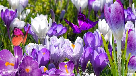 Flower Free Screensavers And Wallpaper Spring Wallpaper And
