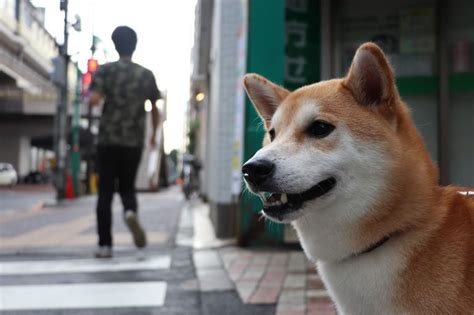 $100.8 billion binance's cryptocurrency exchange went live back in 2017. Dogecoin (DOGE) Could Have Hit an Important Top - John ...