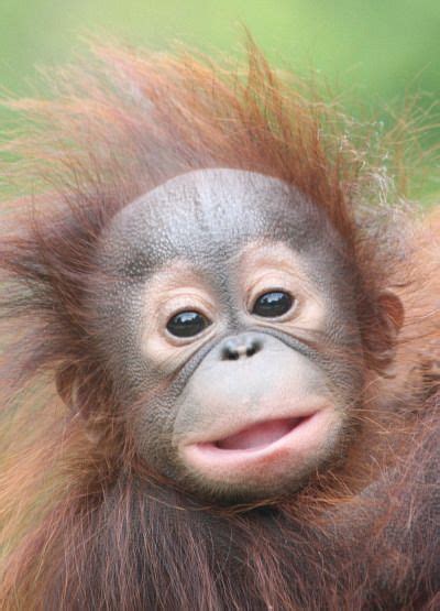 Pin By Cassie Burklund On Pieces Of Me Cute Baby Animals Orangutan