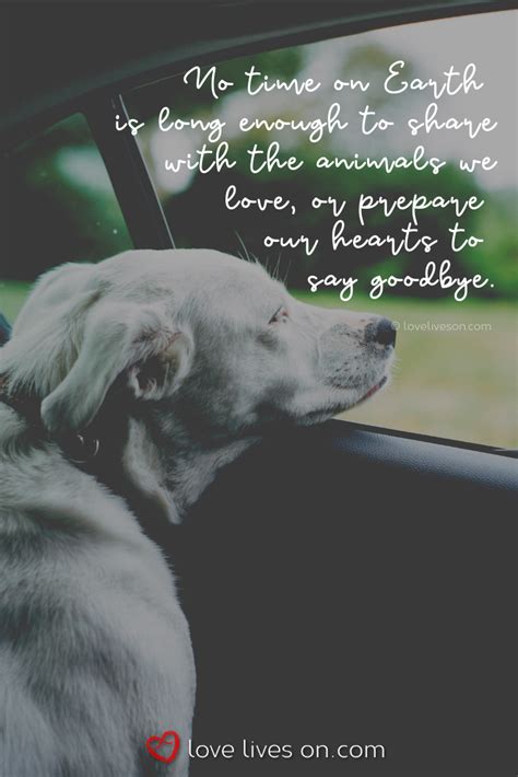 50 Beautiful Loss Of Pet Quotes Pet Quotes Dog Pet Loss Quotes Dog
