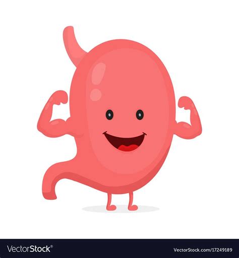 Strong Healthy Happy Stomach Character Shows The Muscles Vector Flat