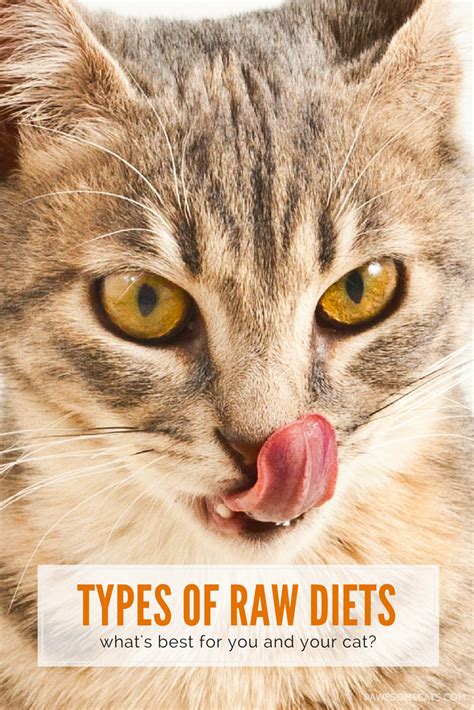 Making your cats something new every few the company started their cat food line last may 2018, and their marketing manager stated that their cat food recipes are created to combat specific. Commercial Versus Homemade Raw Food Diets for Cats | Raw ...