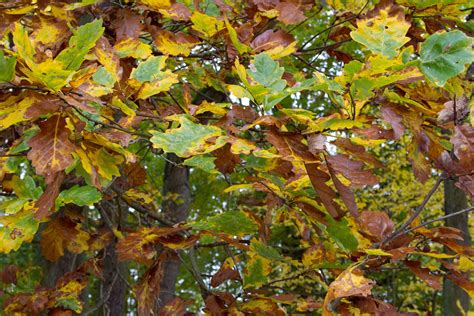 Autumn In Botanic Garden Free Stock Photo Public Domain Pictures