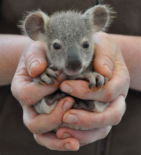 Adorable Bébé Koala