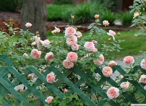 Abraham darby, abraham, i darby (en). 'Abraham Darby ' Rose Photo | ดอกโบตั๋น