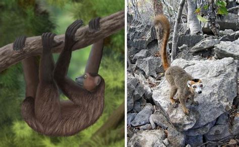 Unique Painting Of Extinct Giant Sloth Discovered In Madagascar Cave