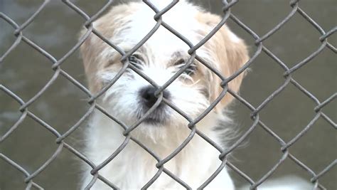 Sad Cute Puppy Dog In Shelter Behind Fence Depressed At Pound Looking
