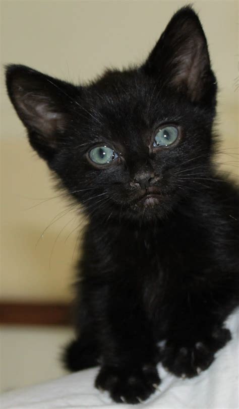 Black Kitten Photography Black Kittens Cute Kittens Photo 41503060