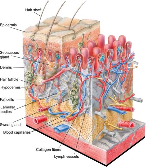 Skin Structure And Layers Skin Structure Epidermis Layers Of Skin