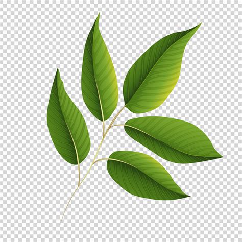 Green Leaves On Transparent Background 455530 Vector Art At Vecteezy