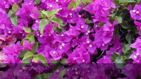How to pronounce its name. How to pronounce 'bougainvillea'. - YouTube