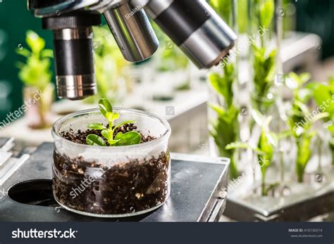 268062 Science Plant 图片、库存照片和矢量图 Shutterstock