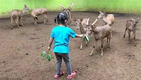 Biasanya kebun binatang ini lebih ramai ketika akhir pekan atau hari libur karena pada kesempatan tersebut adalah momen yang tepat untuk ber quality time bersama keluarga. Kebun Binatabg Banyuwangi : Tarif masuk Kebun Binatang ...