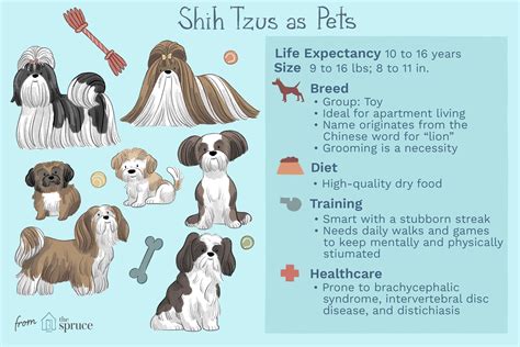 Shih Tzu Dog Breed Characteristics And Care