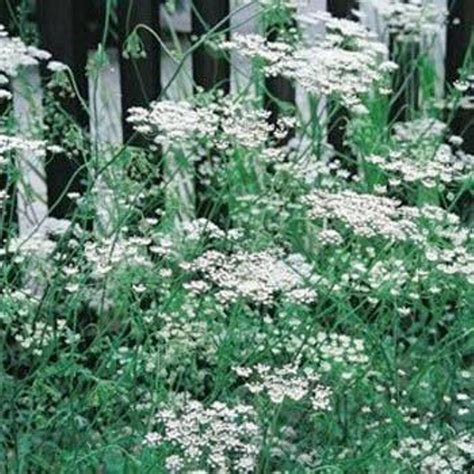Anise aniseed 25 Seeds Herb and Spice...Pimpinella | Etsy