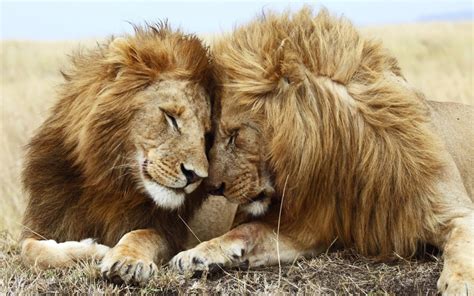 Male Lions Big Big Cats Lions Cats Affection 1080p Male Animals
