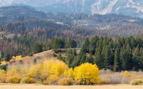 Vibrant Autumn Foliage In Bridger Canyon Montana Stock Image Image
