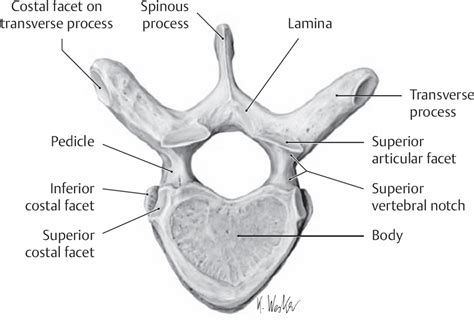 Thoracic Spine Neupsy Key