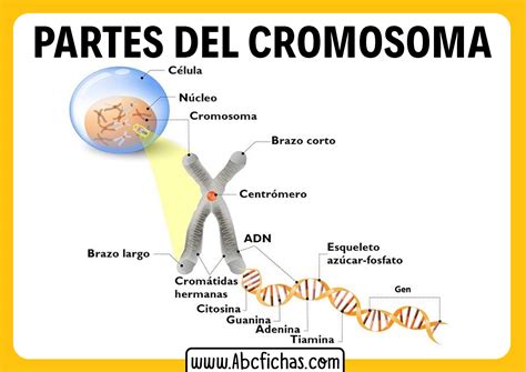 Partes De Un Cromosoma Abc Fichas