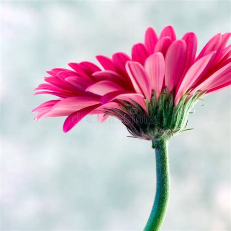 Pink Gerbera Flower Stock Photo Image Of Petal Blossom 4776682
