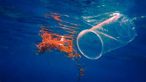 15 Things You Can Do To Help Keep Oceans Clean