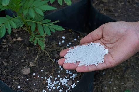 Calcium Nitrate Fertilizer How To Use It On Your Plants