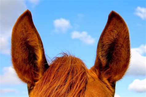 Ear Papillomas In Horses Symptoms Causes Diagnosis Treatment