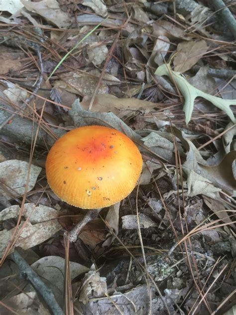 The Surprisingly Exciting World Of Arkansas Mushroom