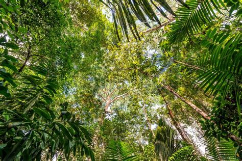 Amazon Jungle Canopy Stock Image Image Of Bark Rainforest 52067359