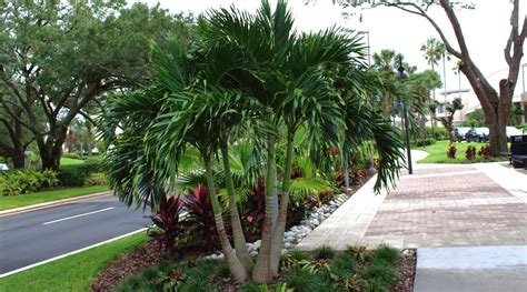 17 Small Or Dwarf Palm Trees For Home Gardens 2023