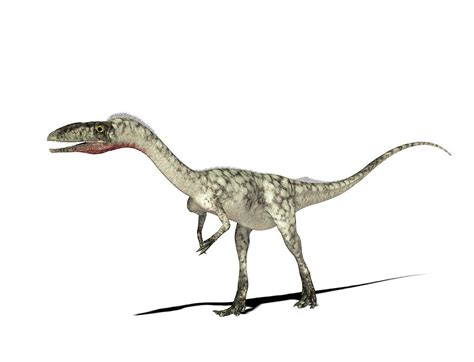 Coelophysis means 'hollow form' and this comes from the hollow limb bones. Coelophysis Dinosaur Photograph by Friedrich Saurer