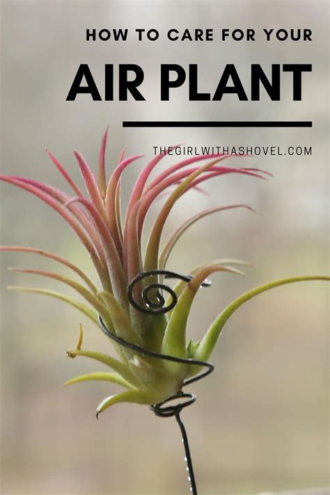 Air Plant Care The Easy Way Air Plants Care Air Plants Plants