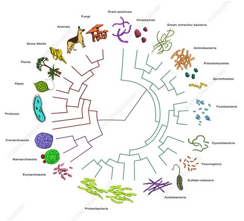 Evolutionary Tree Bacteria Stock Image C039 1103 Science Photo