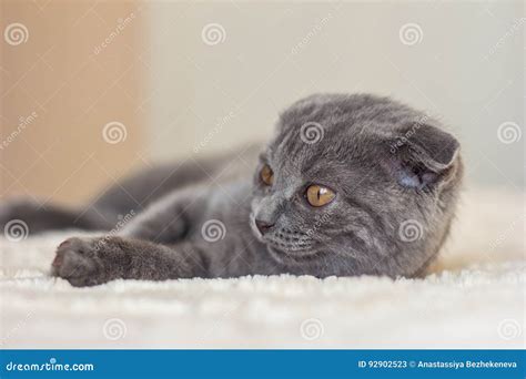 Grey Kitten Scottish Fold Stock Image Image Of Grey 92902523