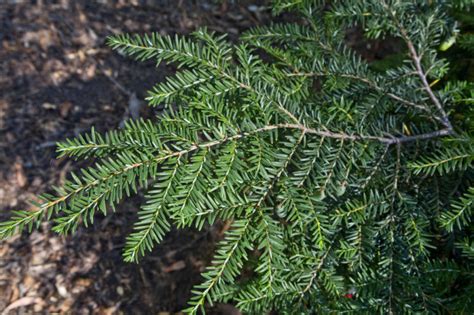 10 Eastern Hemlock Evergreen Starter 20 Seedling Landscape Shade Tree