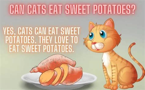 Can Cats Eat Sweet Potatoes Are Sweet Potatoes Toxic To Cats