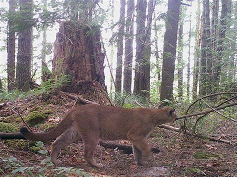 search for cougar that killed woman ends day one without cougar gresham or patch