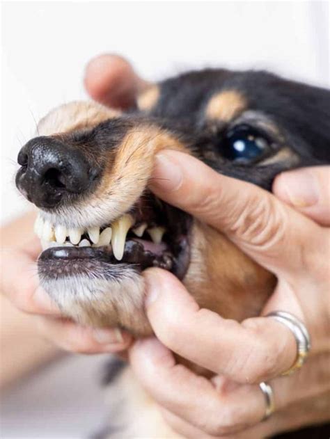 5 Reasons For Dog Black Gums That You Need To Know About Pupvine