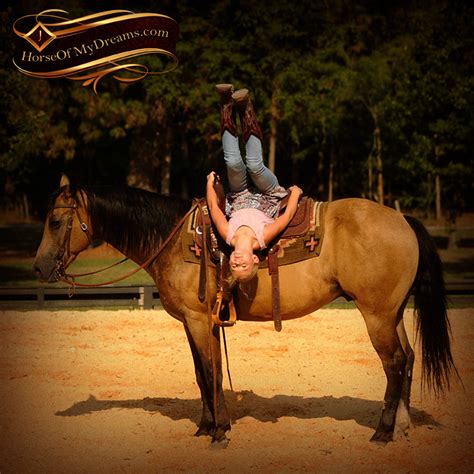 Description this flashy gelding is the complete package! Murphy | Horse of My Dreams